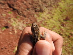 Sceloporus subniger