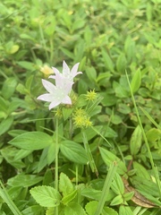 Richardia grandiflora