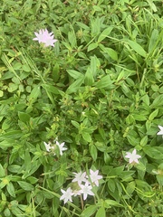 Richardia grandiflora
