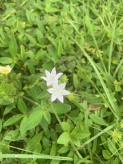 Richardia grandiflora