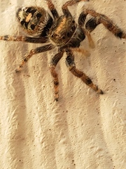 Salticidae