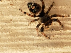 Salticidae