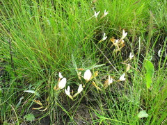 Astragalus ucrainicus