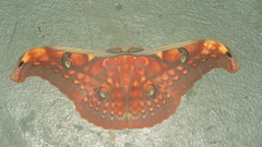 Antheraea larissa