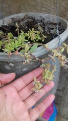 Crassulaceae