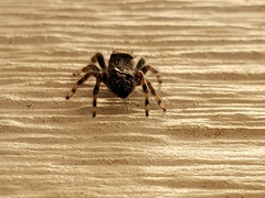 Salticidae