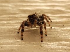 Salticidae