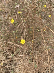 Deinandra paniculata