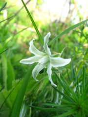 Ornithogalum boucheanum