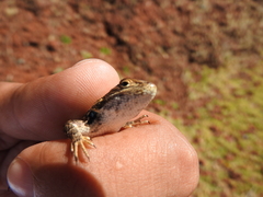 Sceloporus subniger