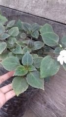 Impatiens walleriana
