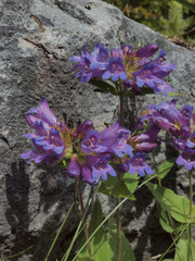 Penstemon serrulatus
