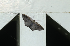 Zythos strigata