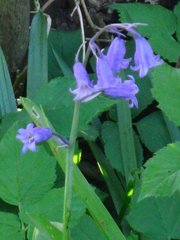 Hyacinthoides