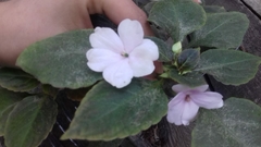 Impatiens walleriana