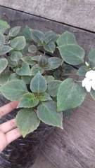 Impatiens walleriana