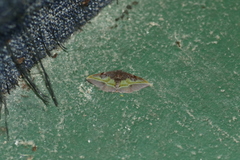 Hypochrosis cryptopyrrhata