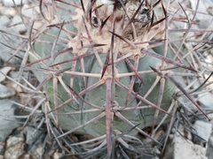Echinocactus horizonthalonius horizonthalonius