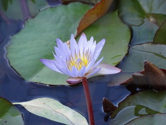 Nymphaea micrantha