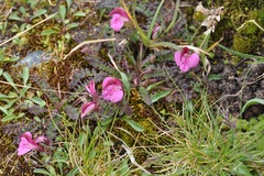 Pedicularis kerneri