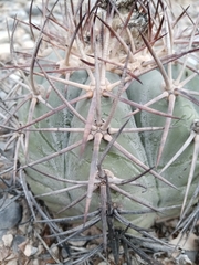 Echinocactus horizonthalonius horizonthalonius