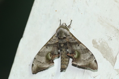 Daphnusa ocellaris