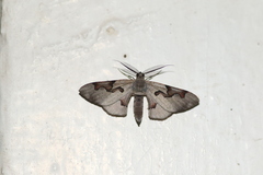 Hypochrosis pyrrhophaeata