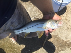 Centropomus undecimalis