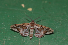 Hypochrosis binexata
