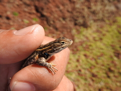 Sceloporus subniger