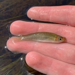 Fundulus lineolatus