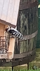 Dryobates pubescens