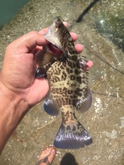 Mycteroperca microlepis