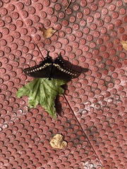 Papilio polyxenes