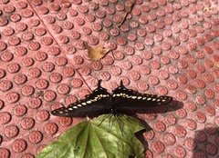 Papilio polyxenes
