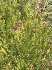 Cordylanthus wrightii wrightii