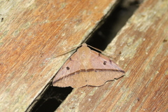 Ugia sundana