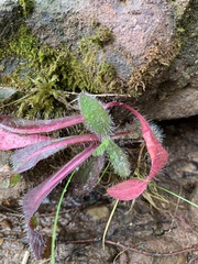 Pilosella aurantiaca
