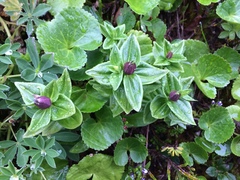 Gentiana platypetala