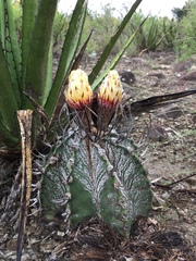 Astrophytum capricorne