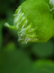 Schizomyia eupatoriflorae