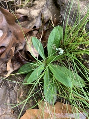 Pilosella aurantiaca