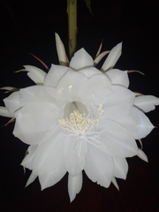 Epiphyllum oxypetalum