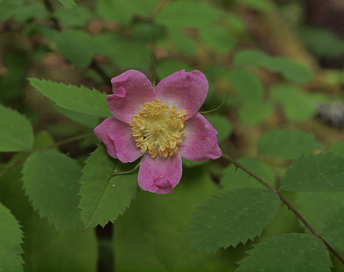 Rosa gymnocarpa var. gymnocarpa