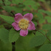 Rosa gymnocarpa gymnocarpa - Photo (c) Susan, some rights reserved (CC BY-NC), uploaded by Susan
