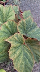 Begonia