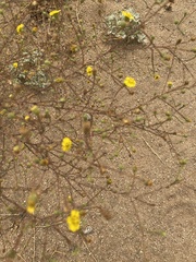 Deinandra paniculata