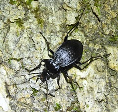 Carabus goryi