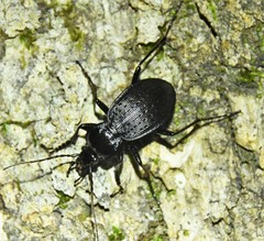 Carabus goryi