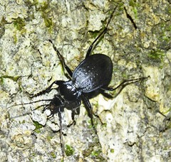 Carabus goryi